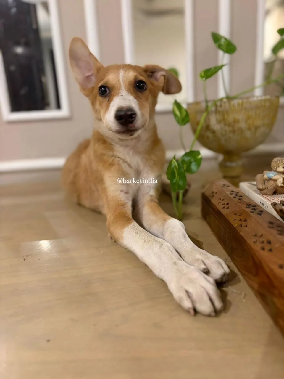 Adopt Nawab!! — Delhi NCR