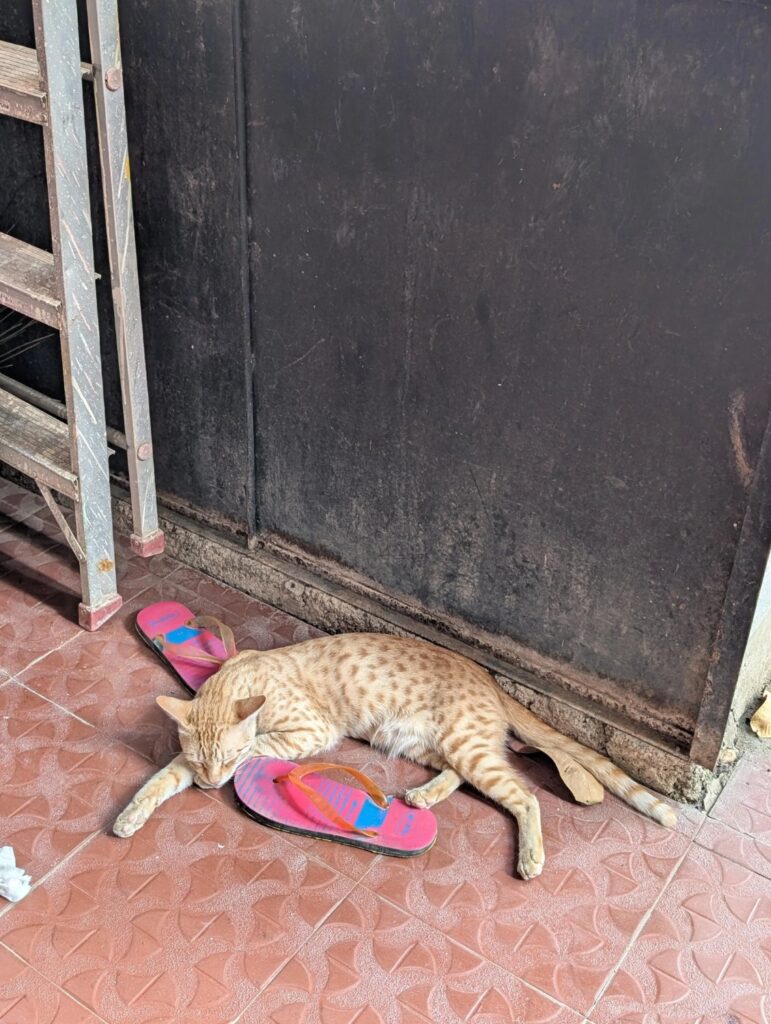 Looking for a forever home for a stray - pet for adoption in Bengaluru
