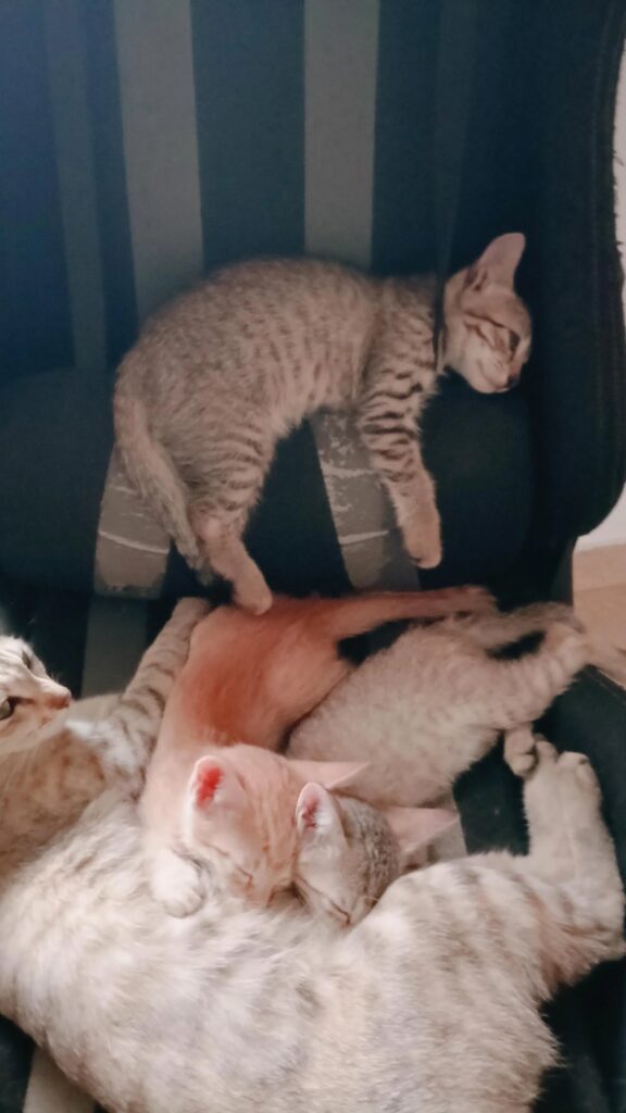 Please help me find my cat and her 3 kittens - kitten for adoption in Bengaluru