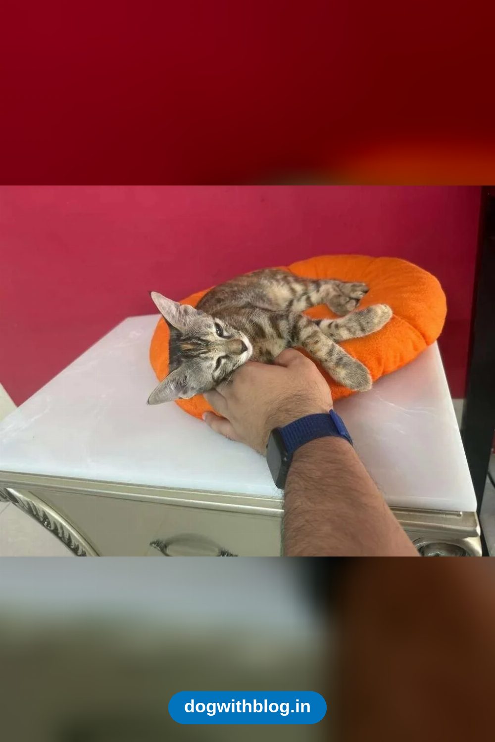 Begum, a Gentle 3-Month-Old Kitten, Needs a Home — Delhi NCR