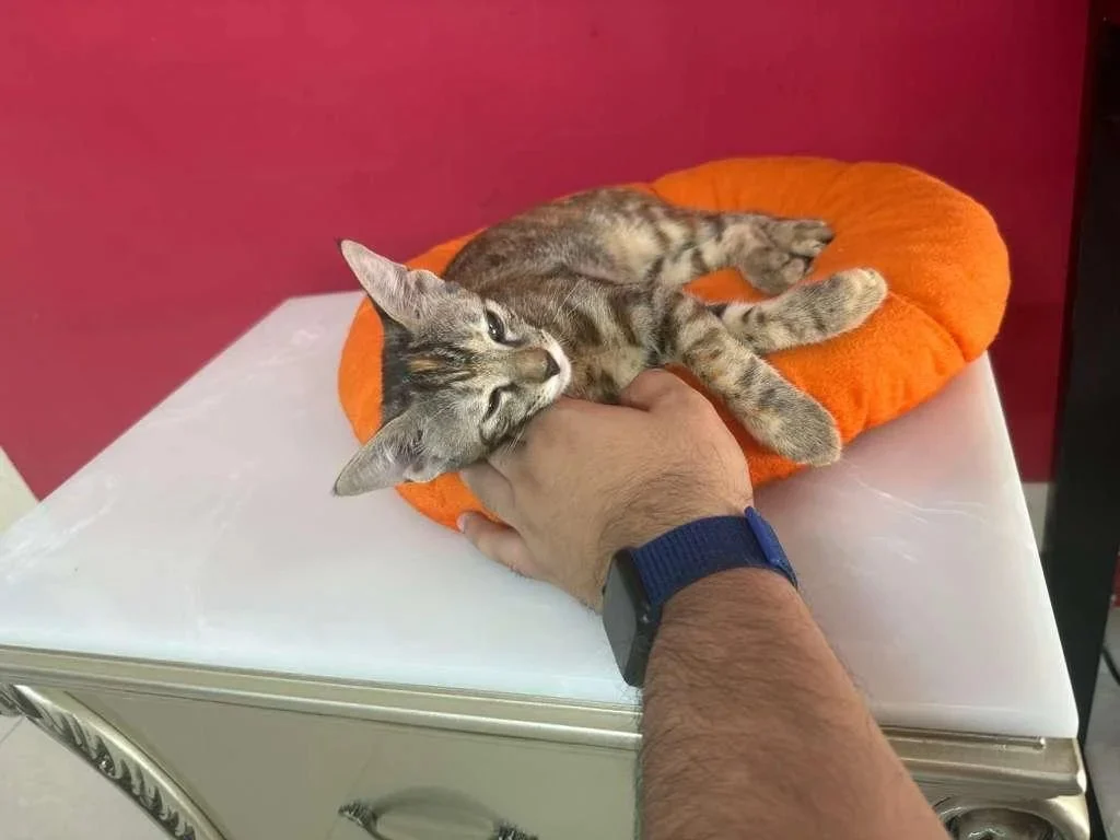 Adoption appeal for begum - pet in Delhi NCR