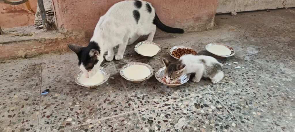 Is it possible? - pet for adoption in Chennai