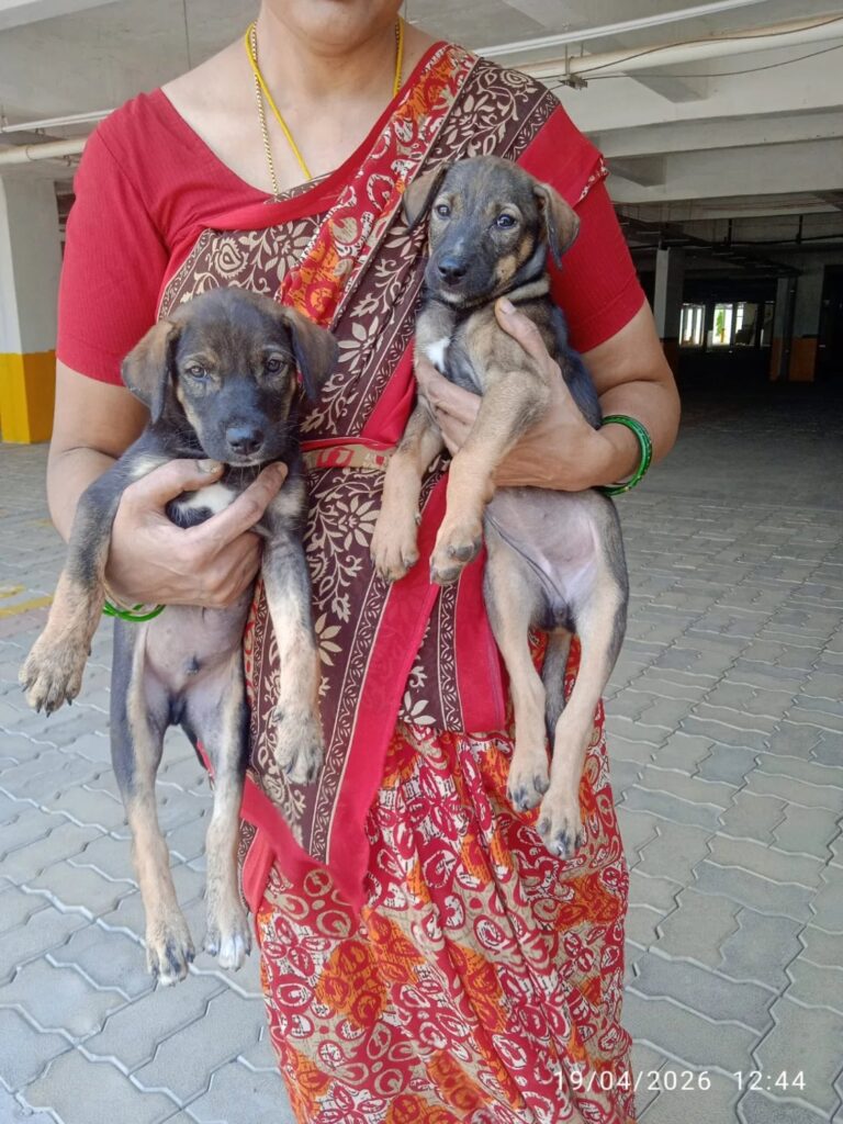 6 adorable abandoned puppies in Sarjapur, Bangalore need loving homes