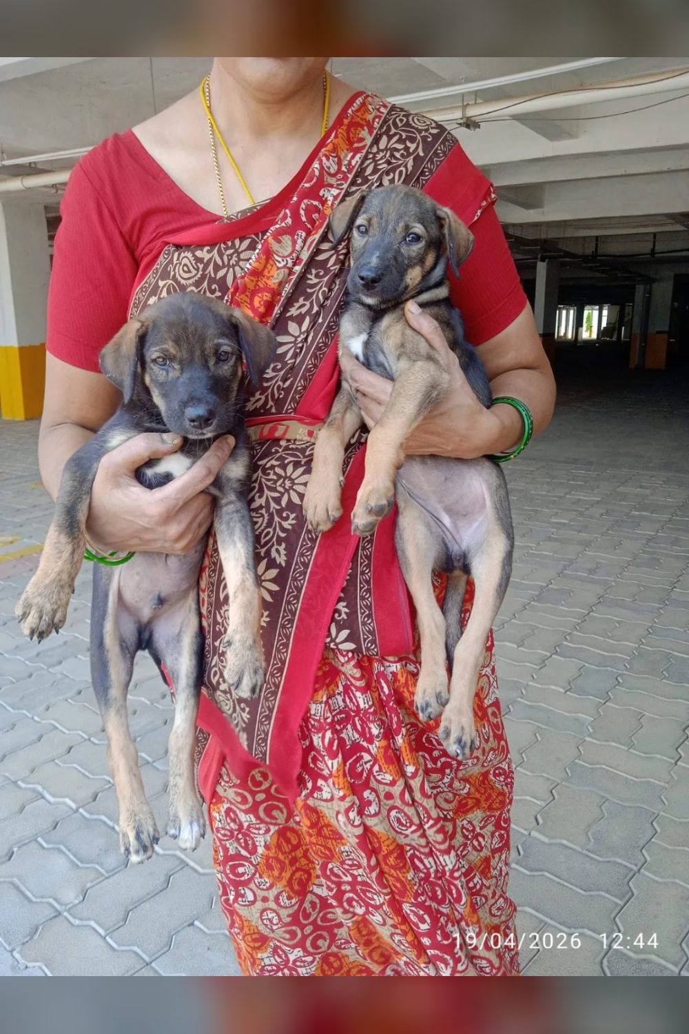 6 adorable abandoned puppies in Sarjapur, Bengaluru need loving homes — Vaccin
