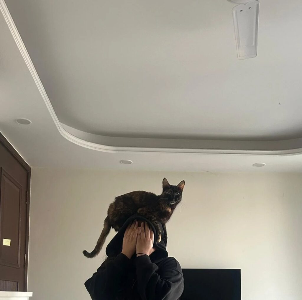 Kittens for adoption in Malaya nagar, Delhi
