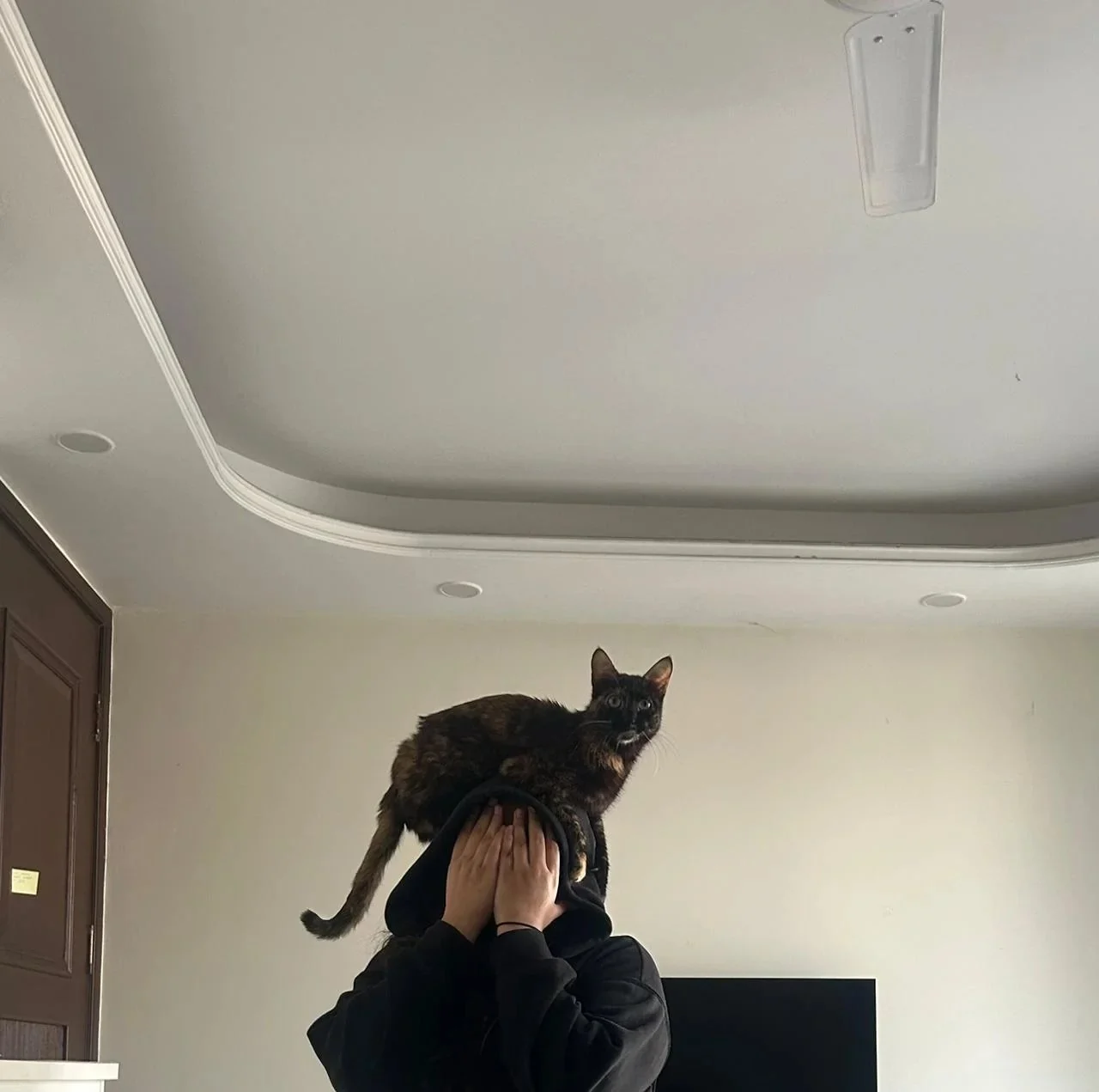 6-month-old female kitten for adoption in Malaya in Delhi NCR