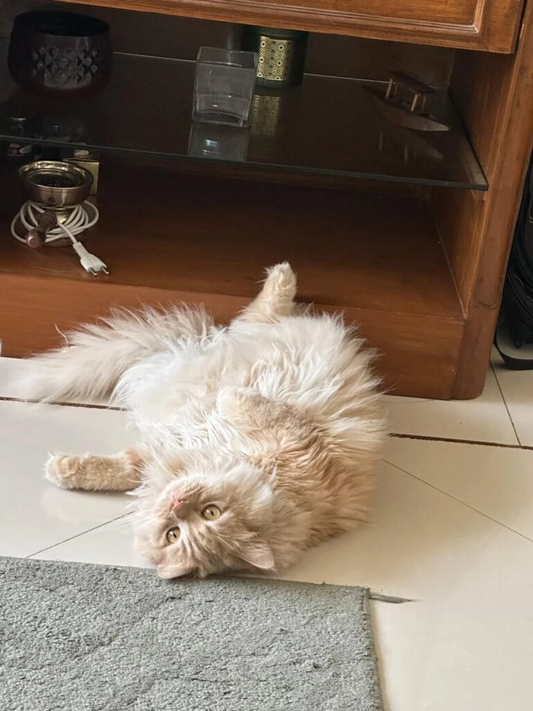 Adopt Shy Leo💕