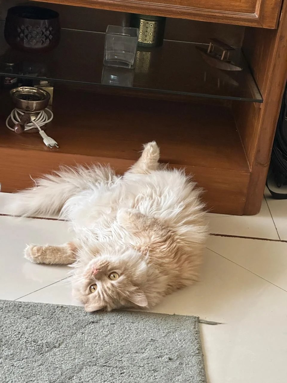 Adopt Shy Leo💕 — Hyderabad