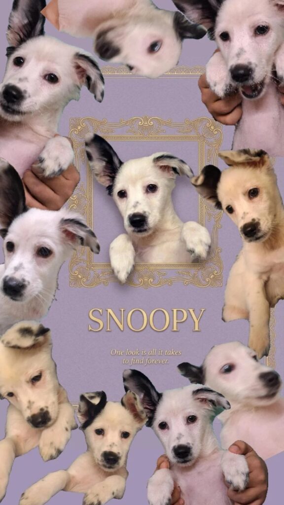🐾Adopt, Don’t Shop – Snoopy & Mocha Need a Loving Home🐾 Puppies for adoption Delhi NCR