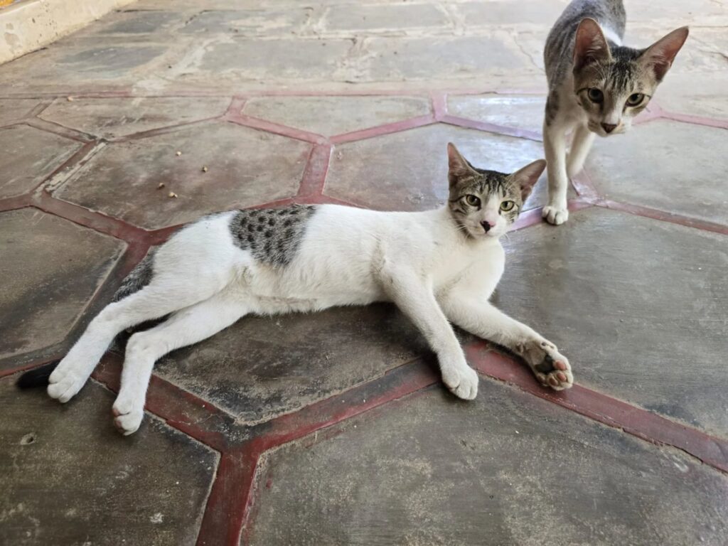 Urgently looking for homes for 4 indie kittens - Anyone interested (Vijayawada) ?