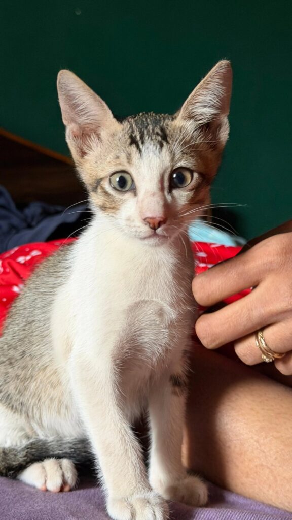 This little baby boy is up for adoption 🥺