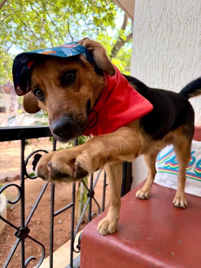 Adoption Appeal - German Shepherd Cross