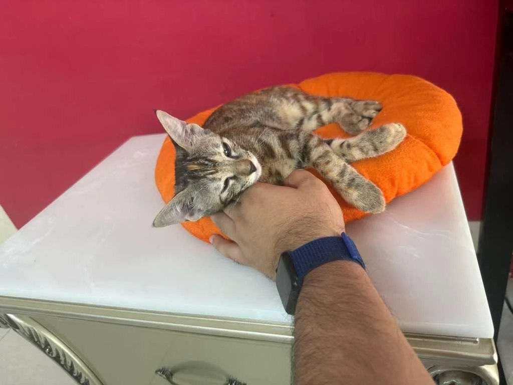 Adoption appeal for Begum — ref nvls - pet in Delhi NCR