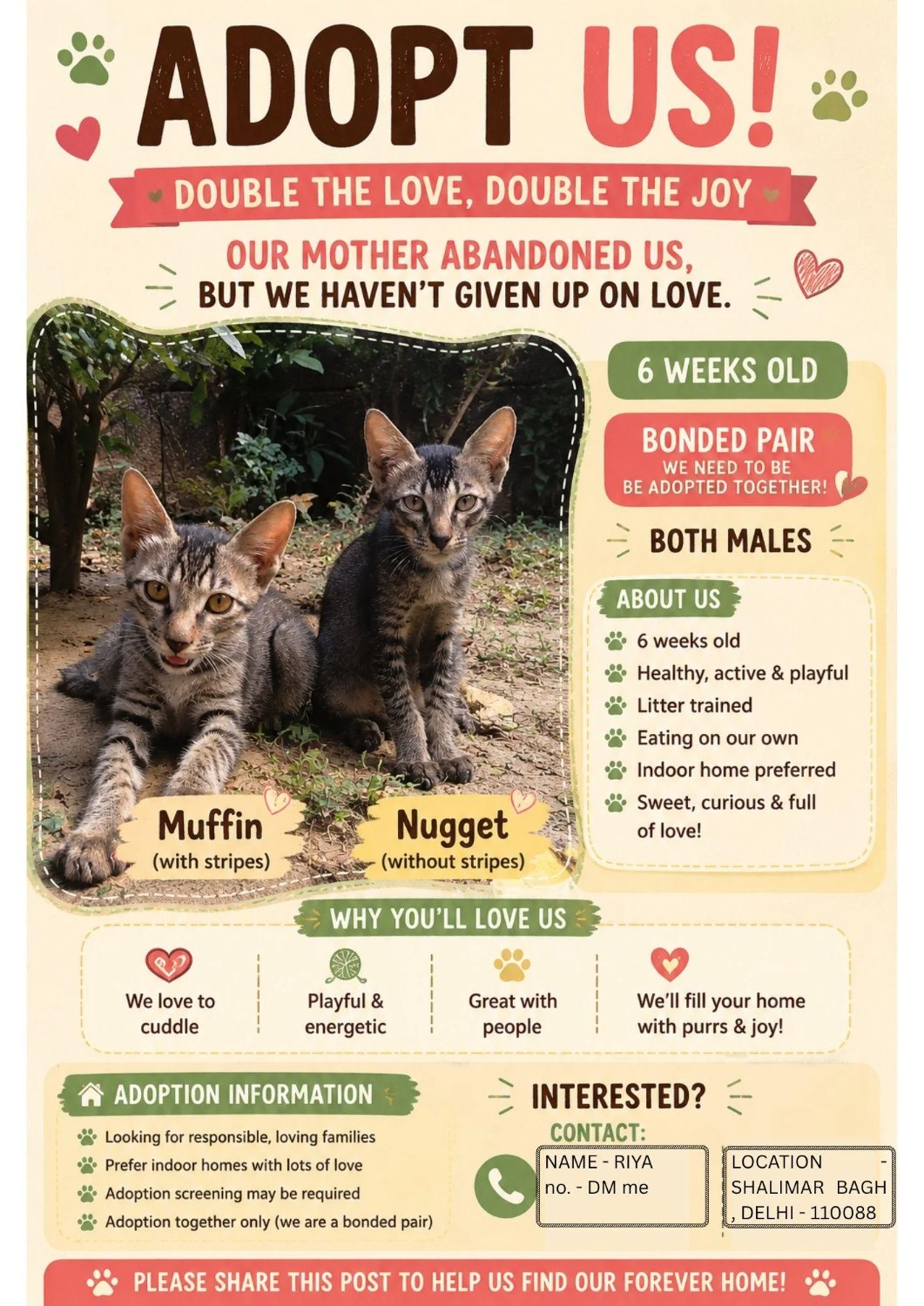 Two motherless kittens need a home — Delhi NCR