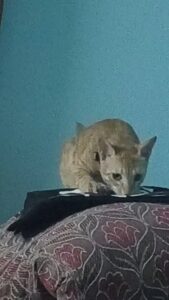 Urgent adoption pls save my cat