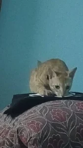 Urgent: Please Help Rehome This Cat
