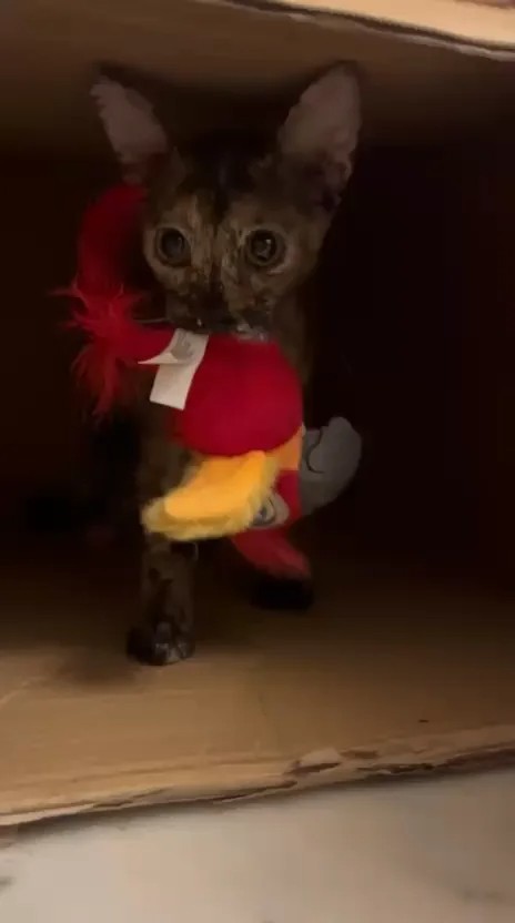 Mirchi, a young tortie cat, looking for adoption in Delhi