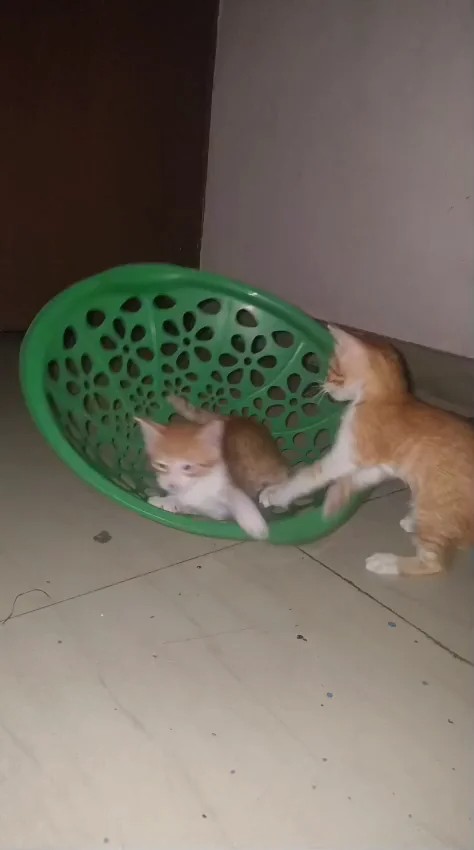 Rescued kittens and a cat for adoption in Kalkaji, South Delhi