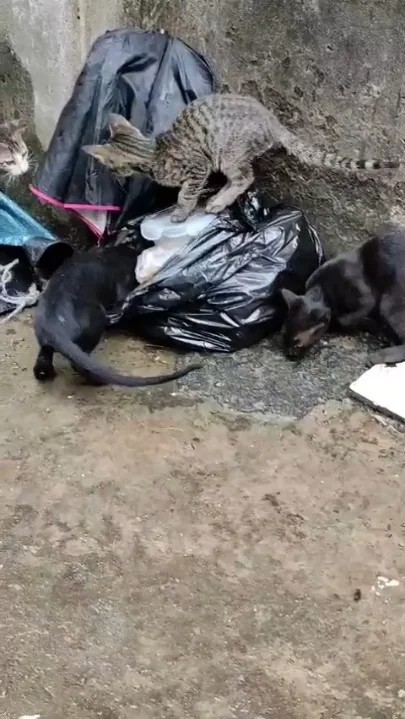 Four orphaned kittens, about two months old, for adoption in New Delhi