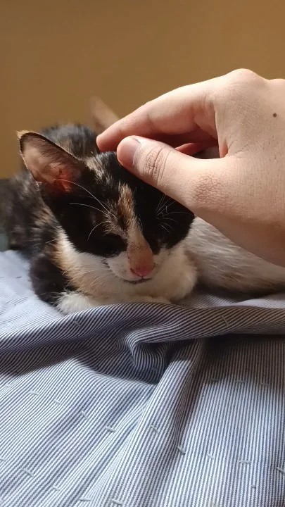 Cat looking for a home through an adoption request in Hyderabad