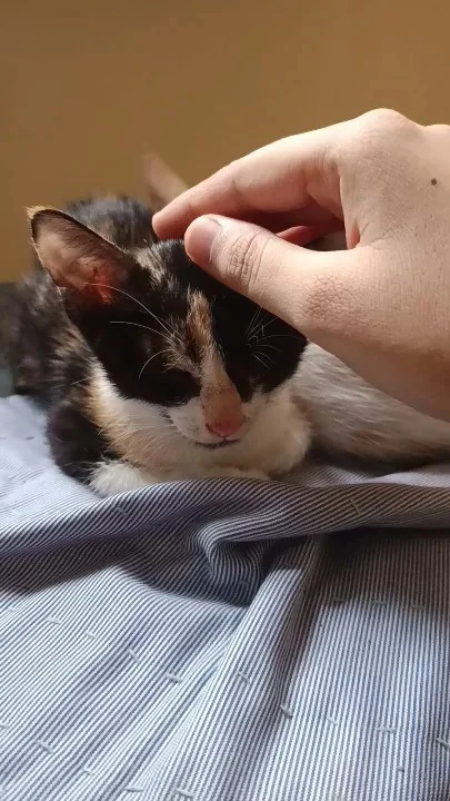 Cat looking for a home through an adoption request in Hyderabad