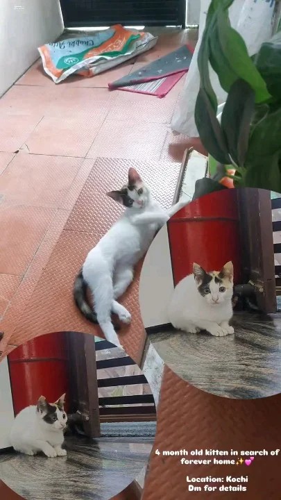 Cute four-month-old female kitten for adoption in Vytilla, Kochi