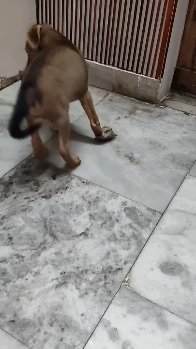 Meet TukTuk, a 2-month-old Indie — for adoption