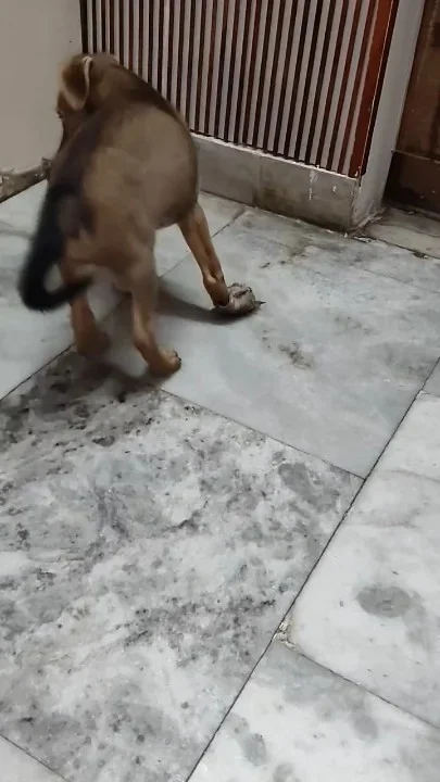 Meet TukTuk, a 2-month-old Indie — for adoption