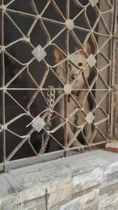 A rescued 1.5-year-old female dog for adoption
