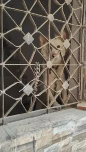 A rescued 1.5-year-old female dog for adoption