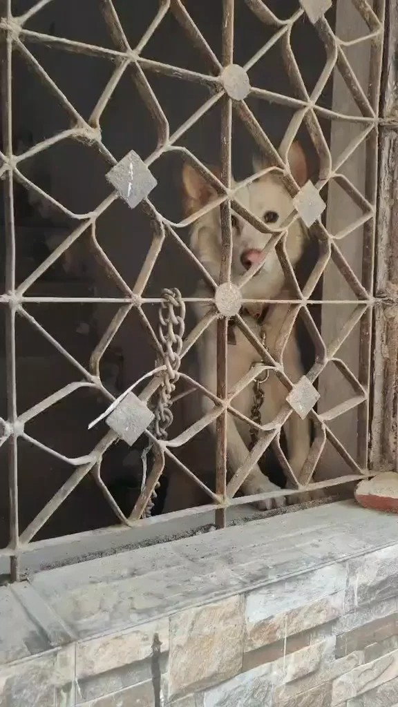 A rescued 1.5-year-old female dog for adoption — for adoption