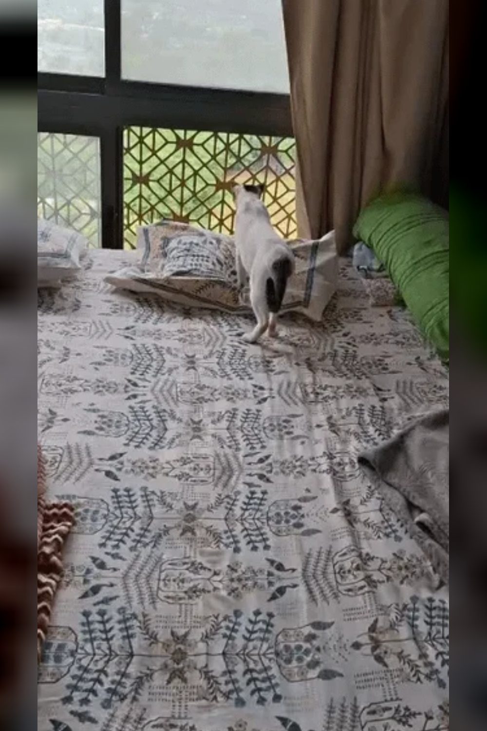 Shona Found Her Forever Home