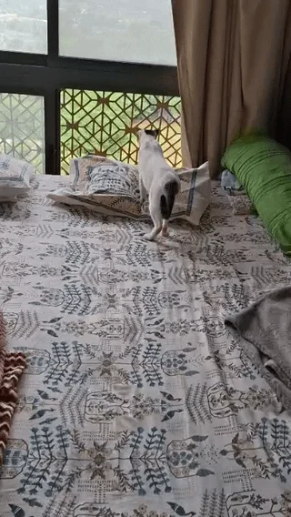 Shona HAS Found HER Forever HOME* - pet for adoption in India