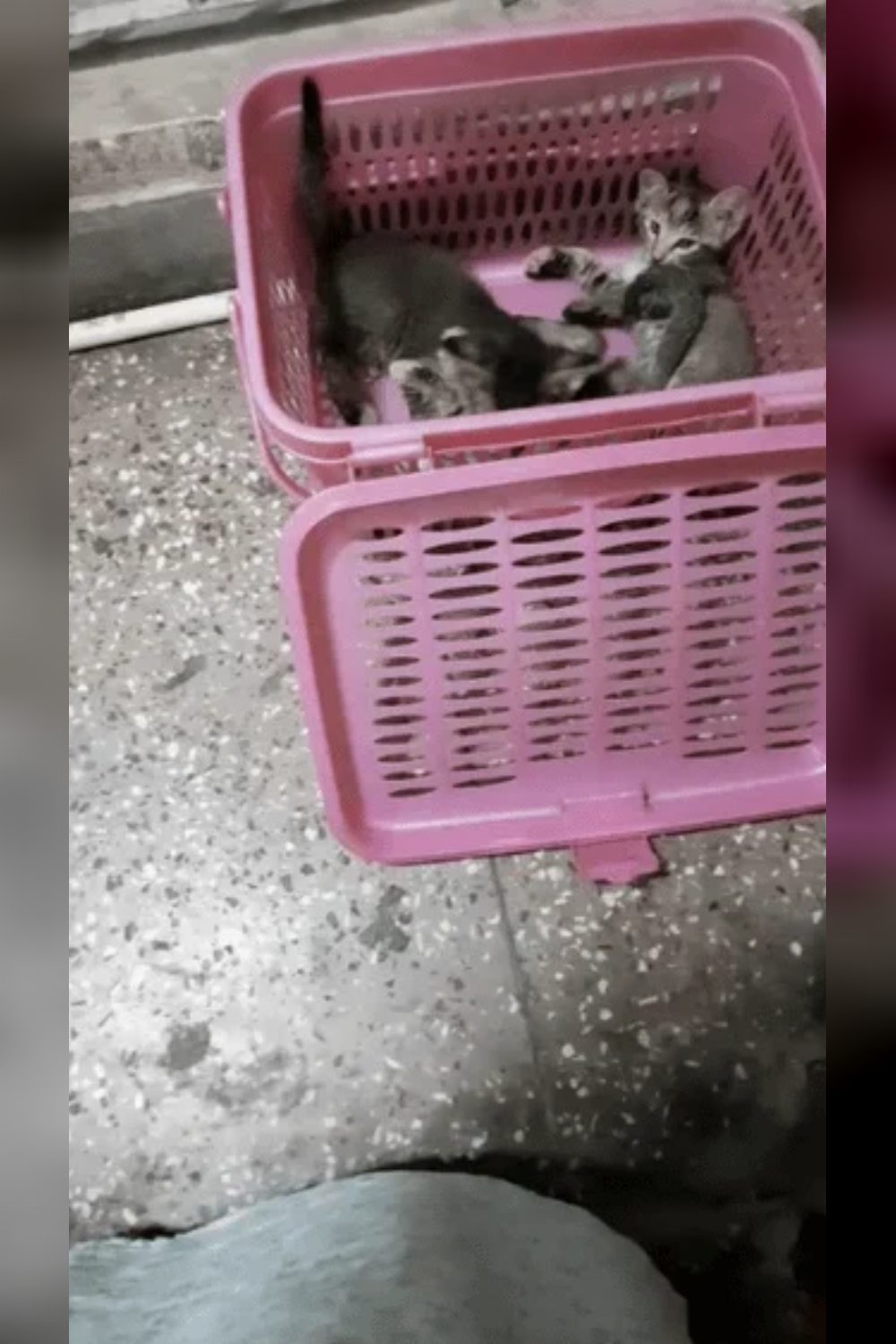 3 lovely kittens, open for adoption. Delhi NCR.