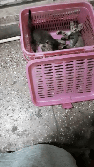 Three kittens open for adoption together or separately in Delhi NCR