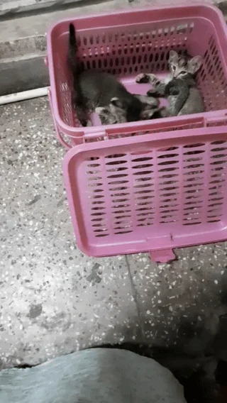 Three kittens open for adoption together or separately in Delhi NCR