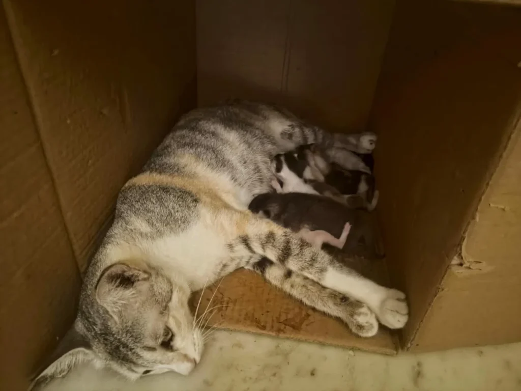 Cats adoption (kolkata) - pet in Kolkata