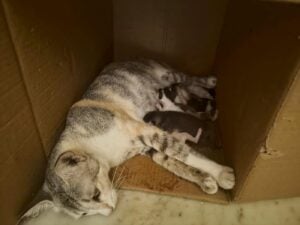 Cats adoption (kolkata)