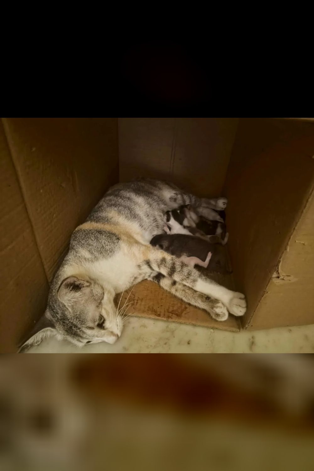Cats adoption (kolkata)