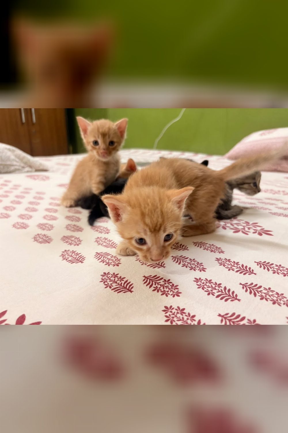 Looking for Loving Furrever Homes — Delhi NCR