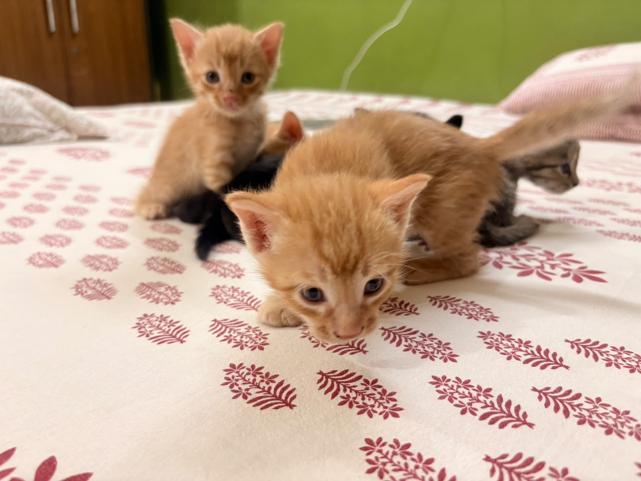 Looking for Loving Furrever Homes — Delhi NCR