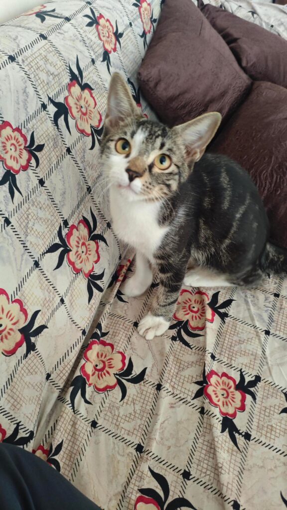 Adoption Alert - pet in Mumbai