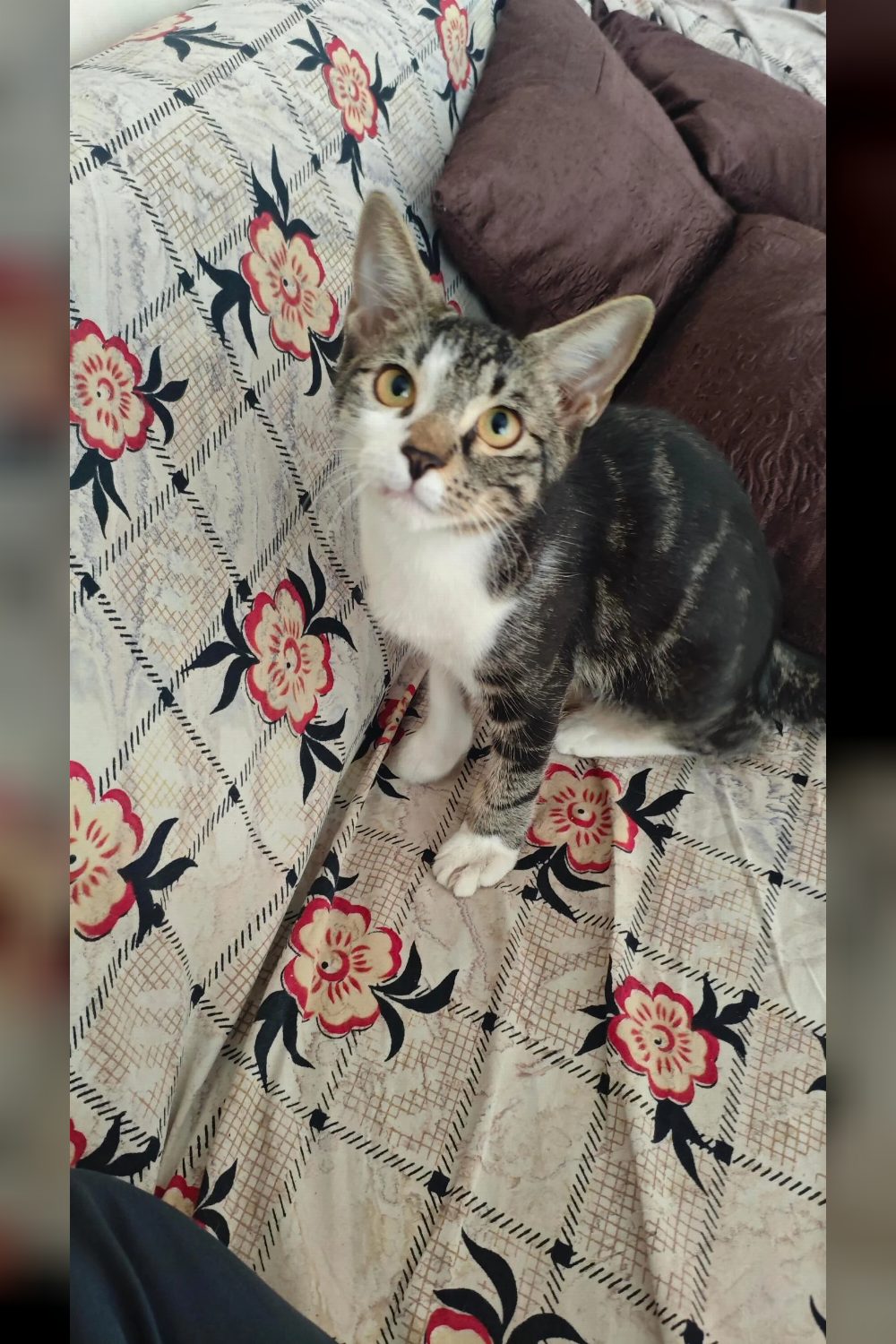 Adoption Alert — Mumbai