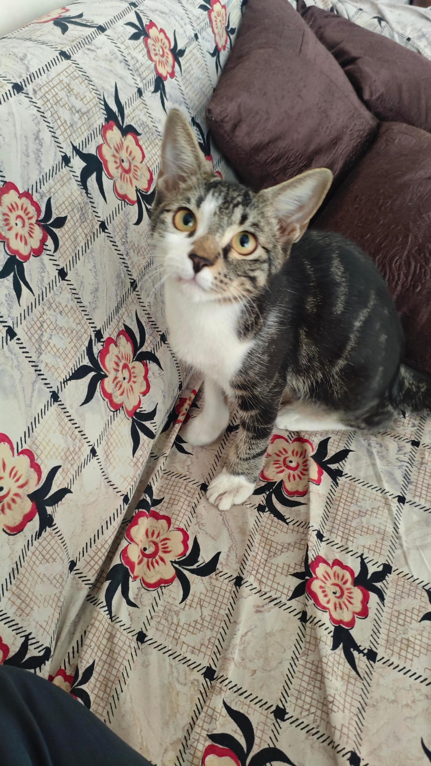 Adoption Alert — Mumbai