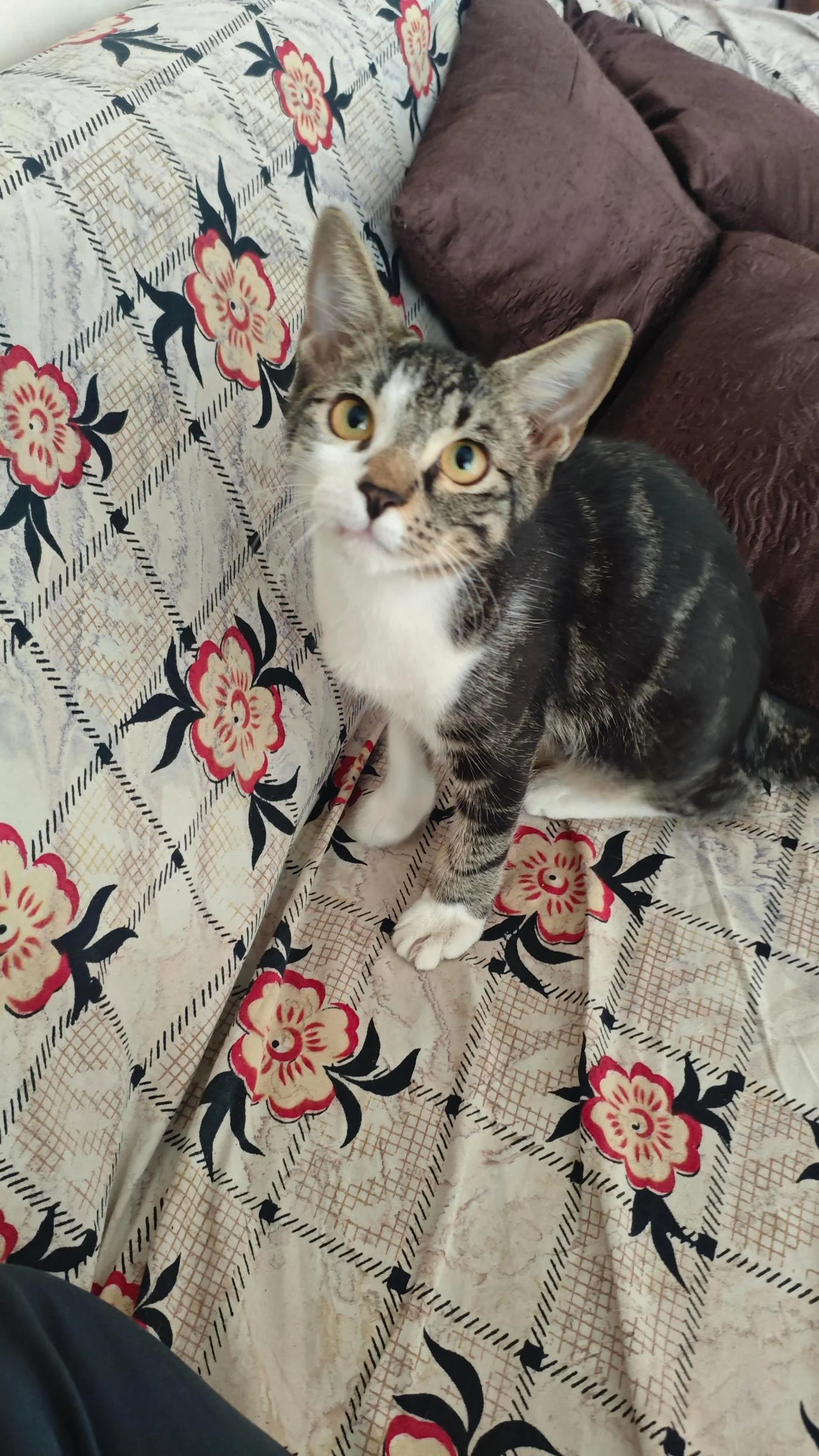Adoption Alert in Mumbai