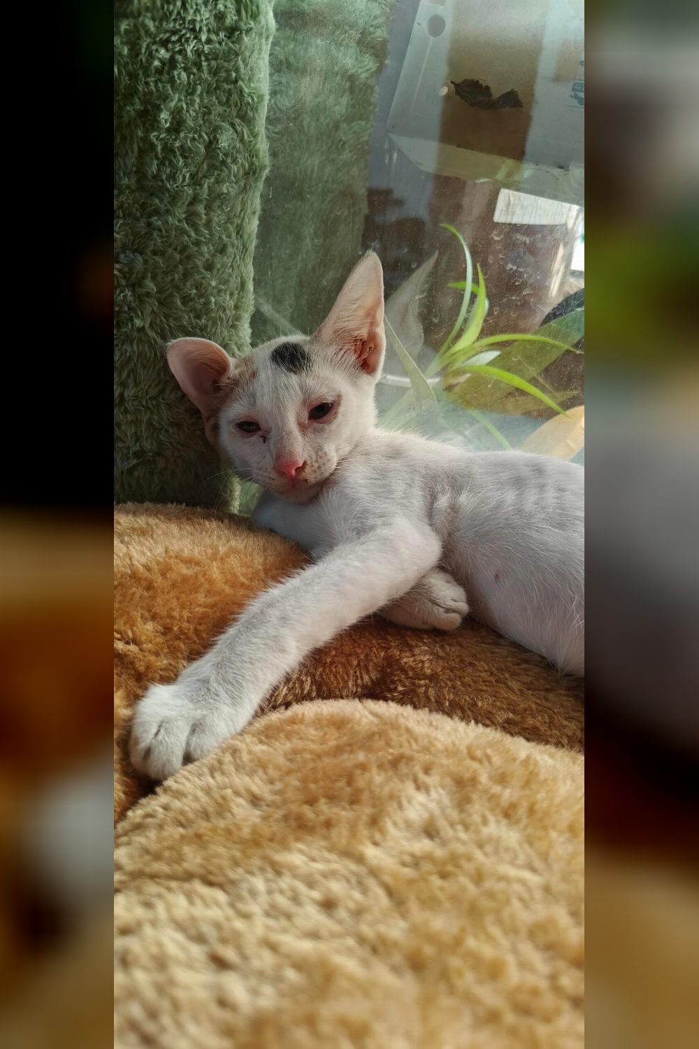 Rescued Indie Female Kitten Looking for a Loving Forever Home — Delhi NCR