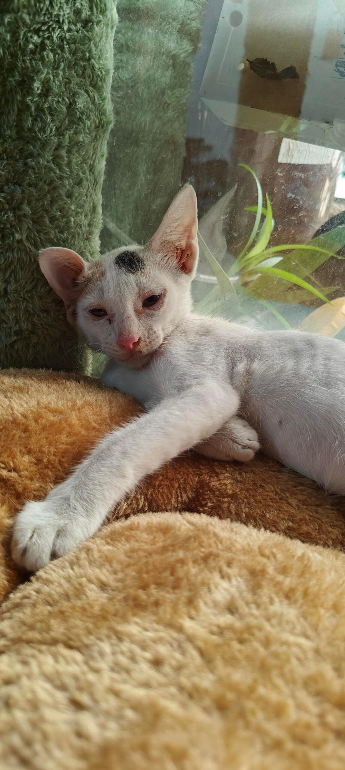 Rescued Indie Female Kitten Looking for a Loving Forever Home — Delhi NCR