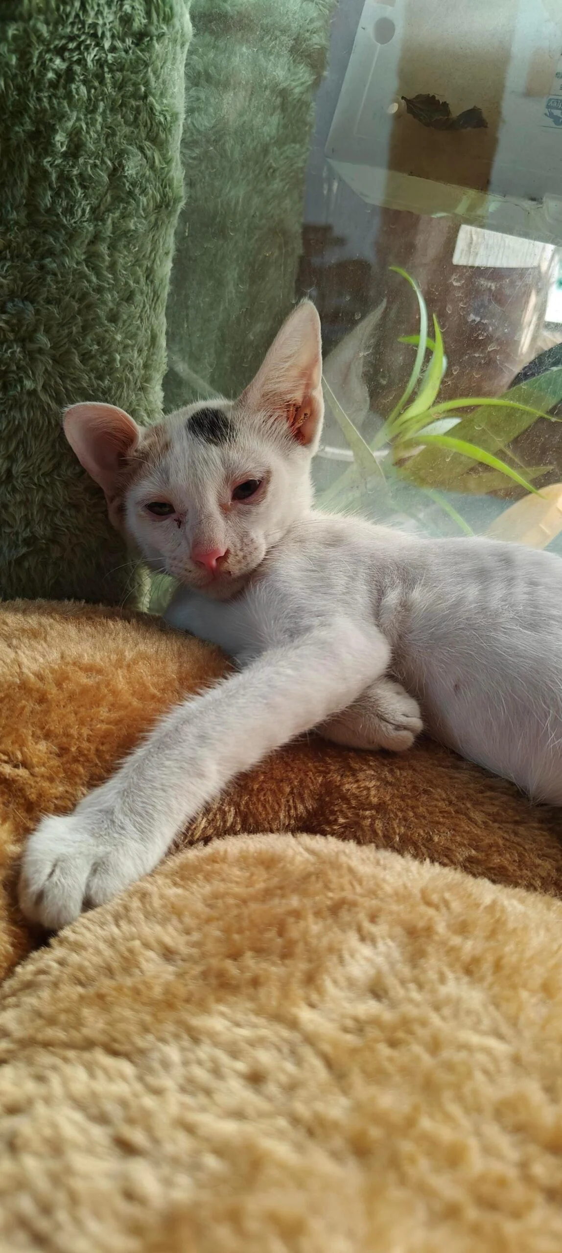 Rescued Indie Female Kitten Looking for a Loving Forever Home in Delhi NCR