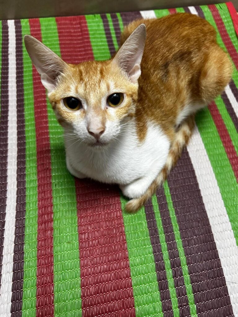 Urgent: I fostered 5 rescue kittens at the start of monsoon, got them neutere... - kitten for adoption in Mumbai