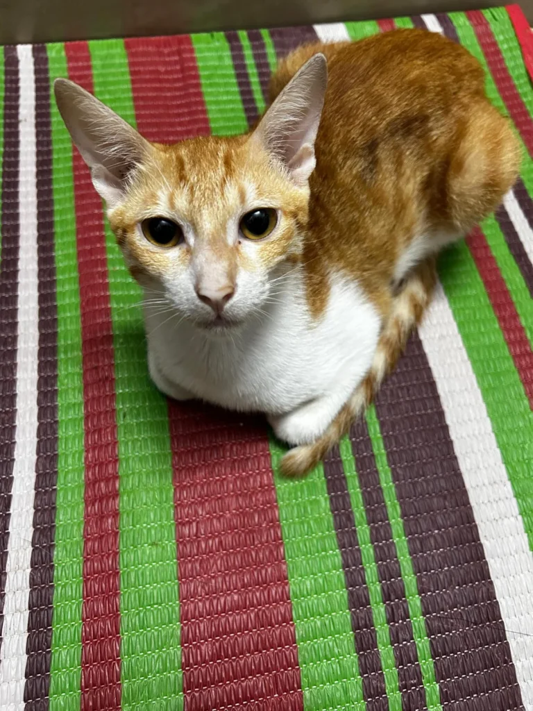 Urgent: I fostered 5 rescue kittens at the start of monsoon, got them neutere... - kitten for adoption in Mumbai